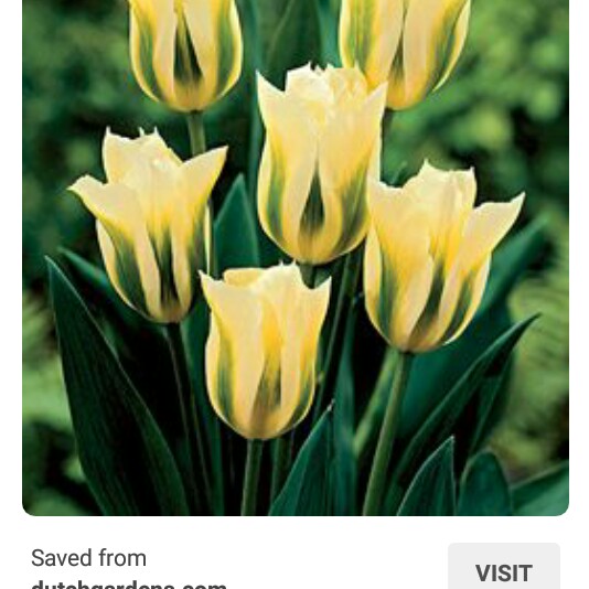 Plant image Tulipa 'Greenstar'