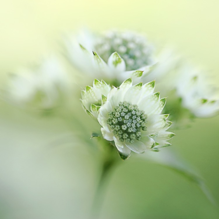 plant image 769996
