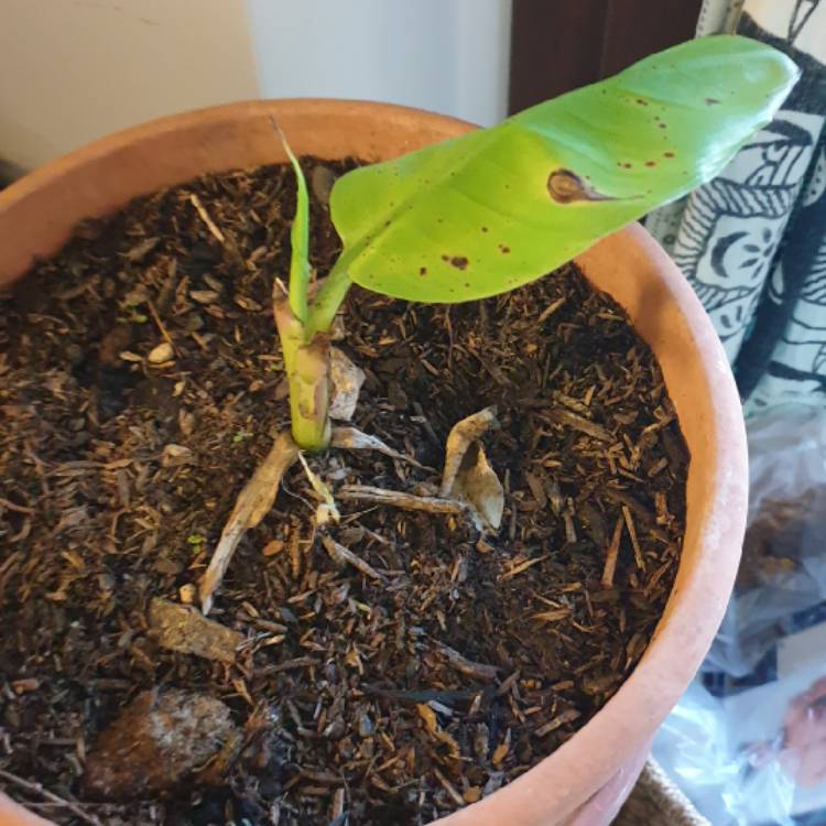 Plant image Musa acuminate 'Misi Luki'