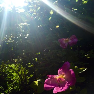 Rosa canina