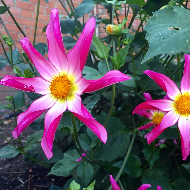 Plant image Dahlia 'Lorona Dawn'