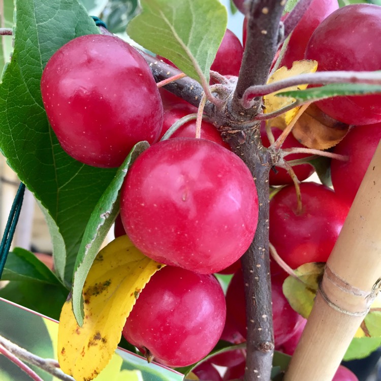 plant image 264056