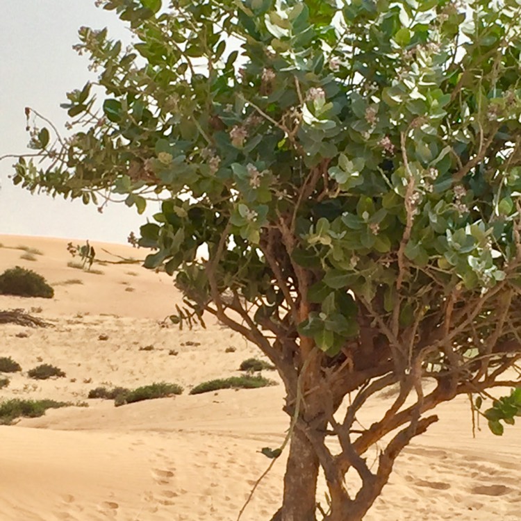 Plant image Calotropis procera