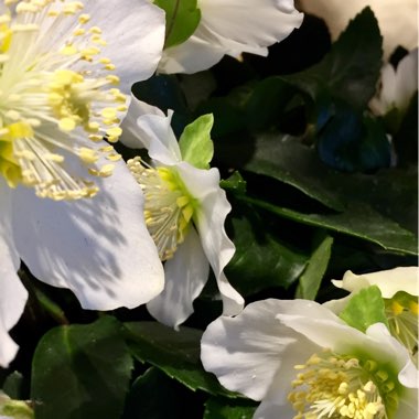 Helleborus