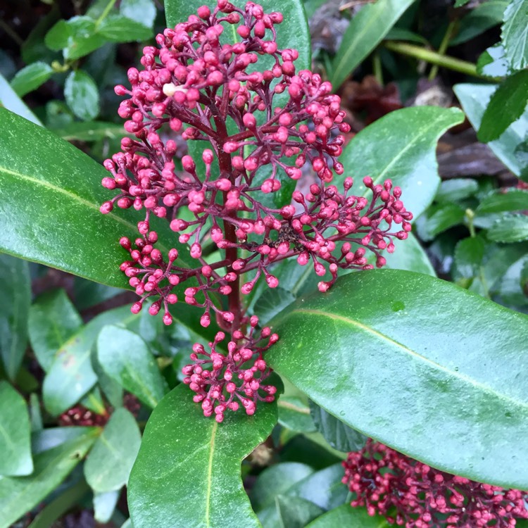 Plant image Skimmia japonica 'Rubella'