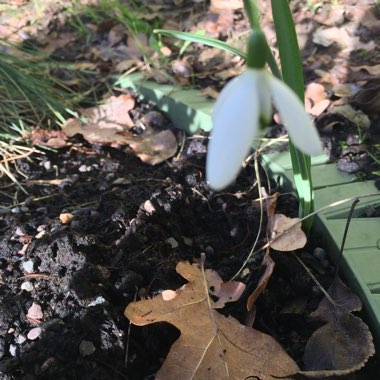 Galanthus nivalis