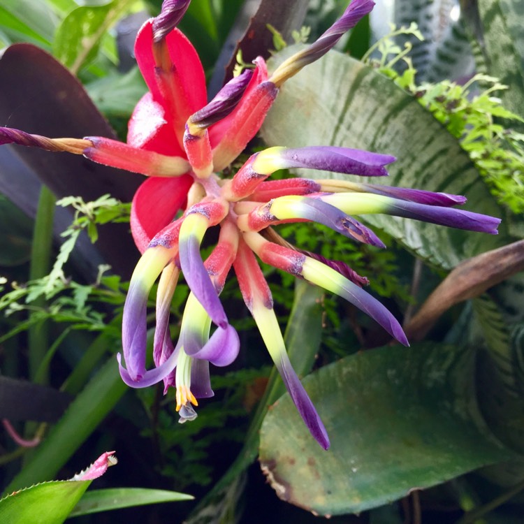 Plant image Heliconia