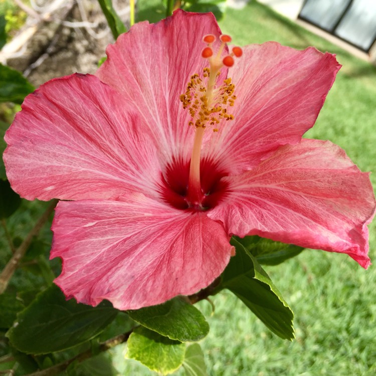 plant image 313420