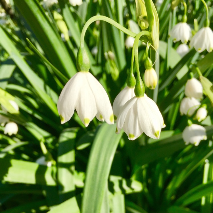 Plant image Leucojum vernum