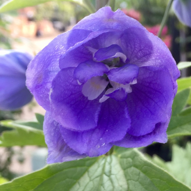 plant image 387860
