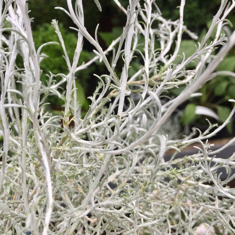 Plant image Calocephalus