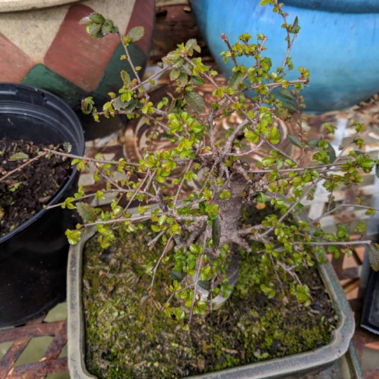 Plant image Ulmus parvifolia