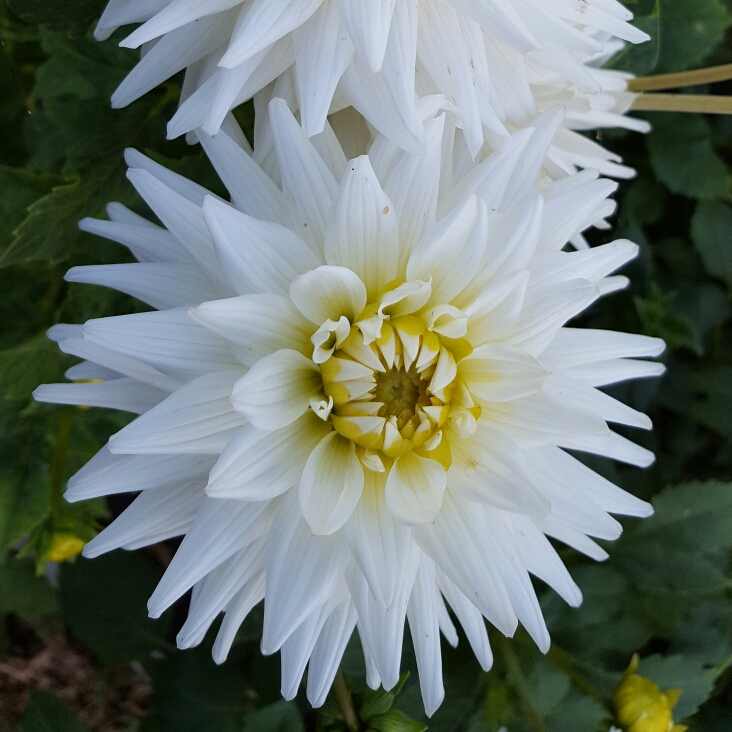 Plant image Dahlia 'My Love'