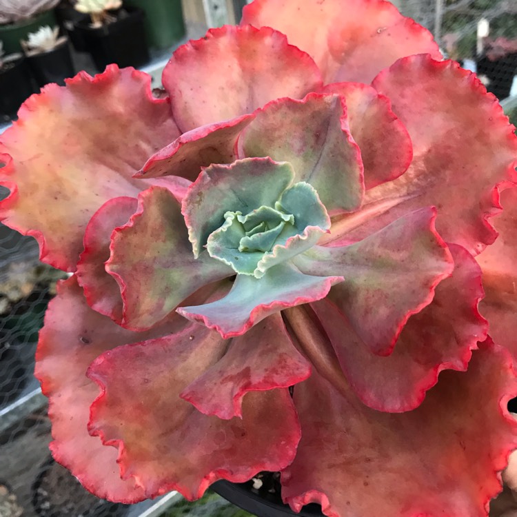Plant image Echeveria Red Sails