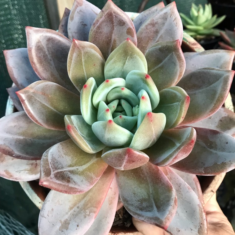 plant image 1070928