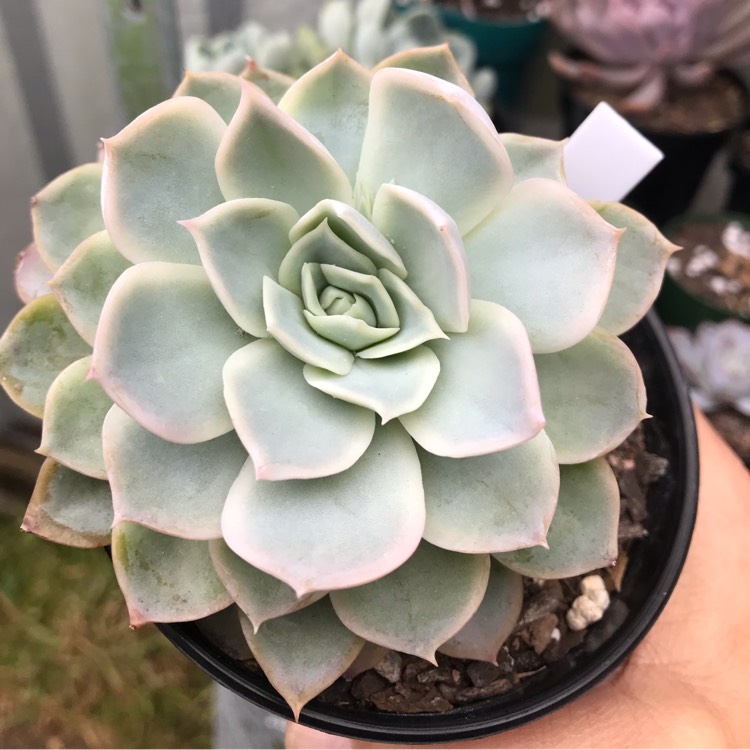 Plant image Echeveria Louise