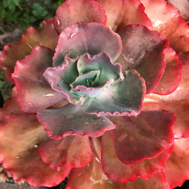 plant image 1112179