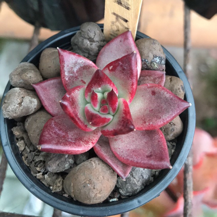 Plant image Echeveria Agavoides Romeo Rubin