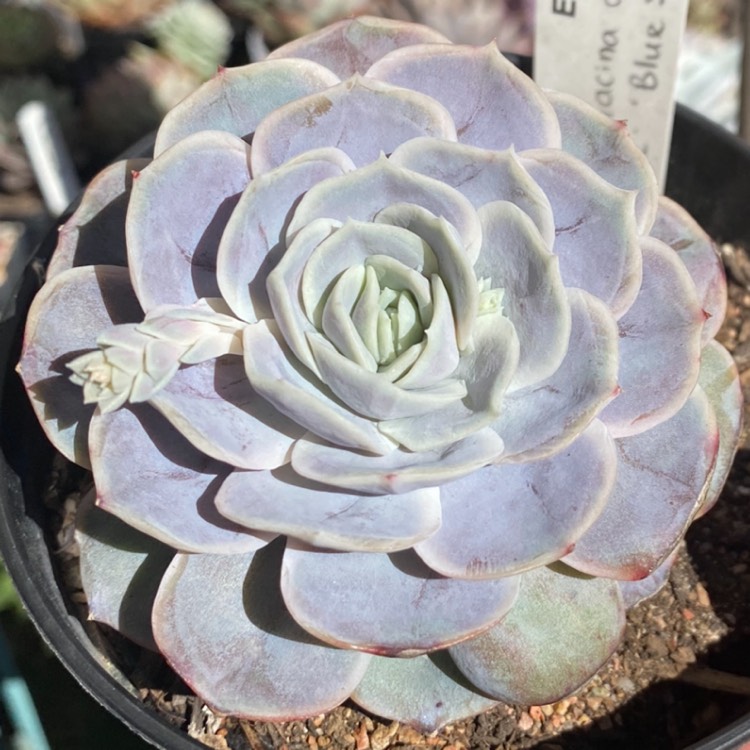 plant image 1348737 plant image 1348737