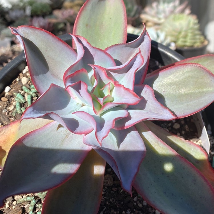 plant image 1348750 plant image 1348750