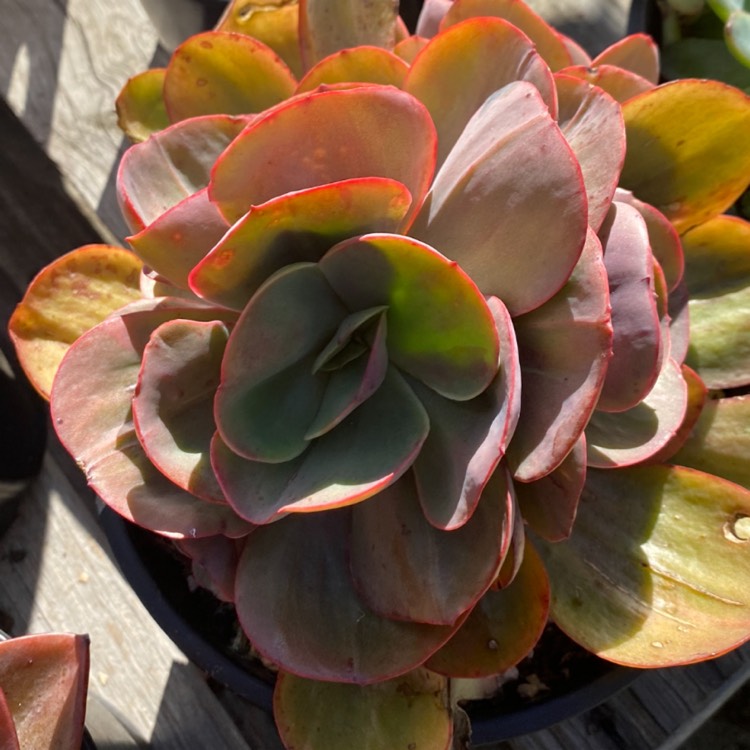 plant image 1348753 plant image 1348753