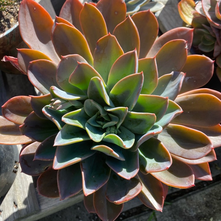 plant image 1348758