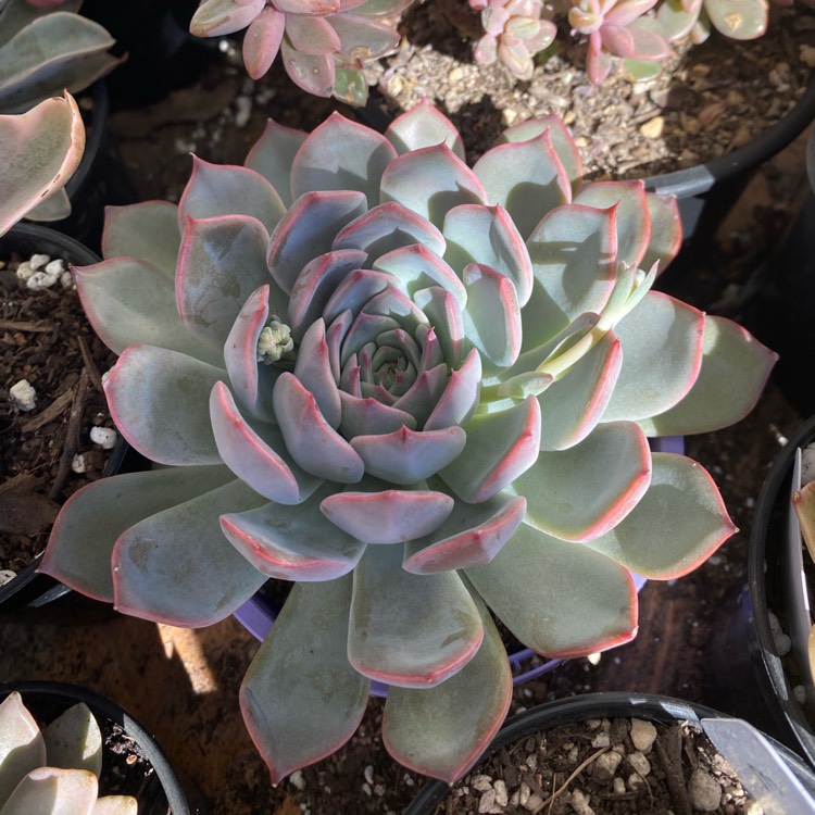 plant image 1348760
