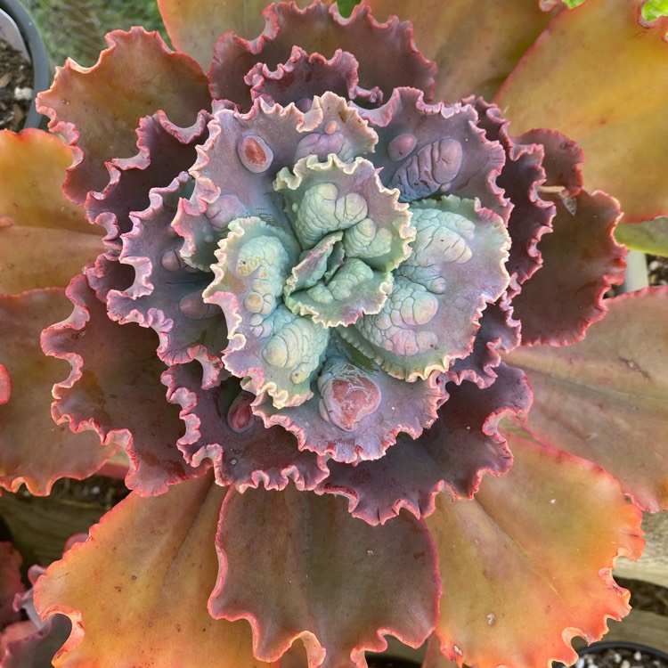 plant image 1348779