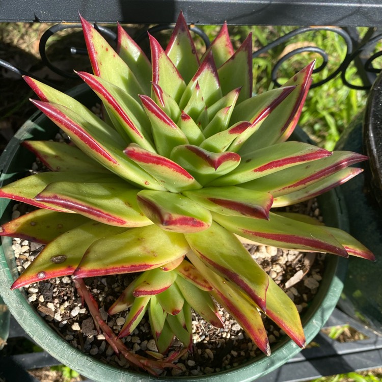 plant image 1348781 plant image 1348781