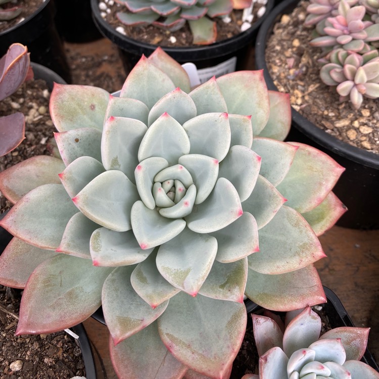 plant image 1348796 plant image 1348796