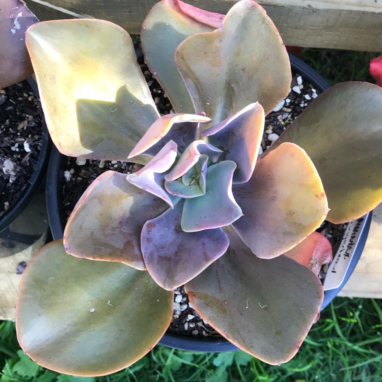 Plant image Echeveria Gingerbread