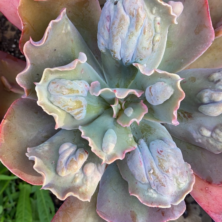 plant image 1370983