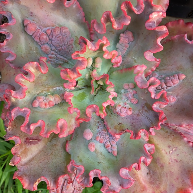 plant image 1370989