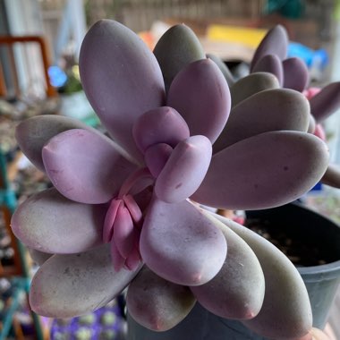 Pachyphytum glutinicaule