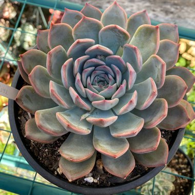 Echeveria Roulette