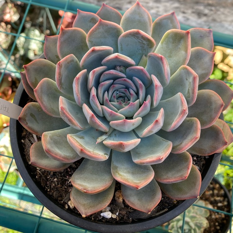 Plant image Echeveria Roulette