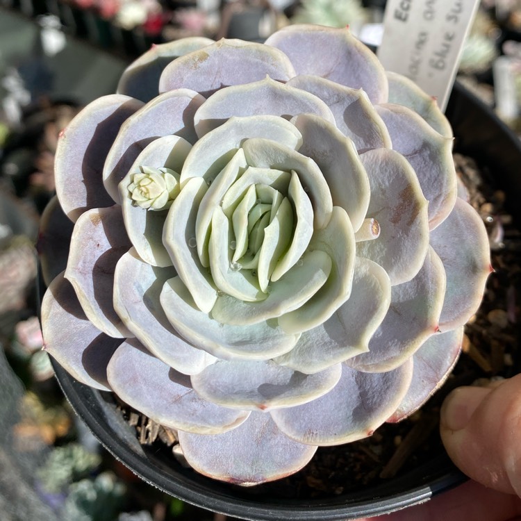 plant image 1371187 plant image 1371187