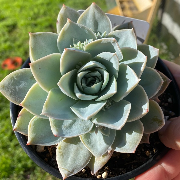Plant image xSedeveria Blue Lotus