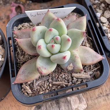 Echeveria Whisper