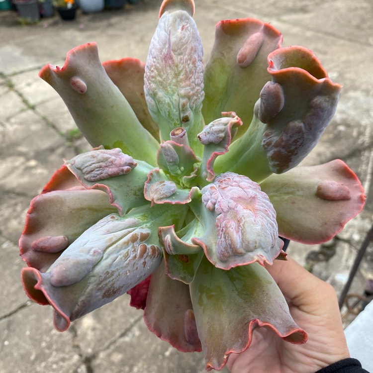 Plant image Echeveria Poro