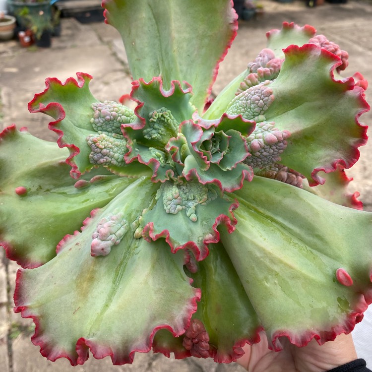 plant image 1427932