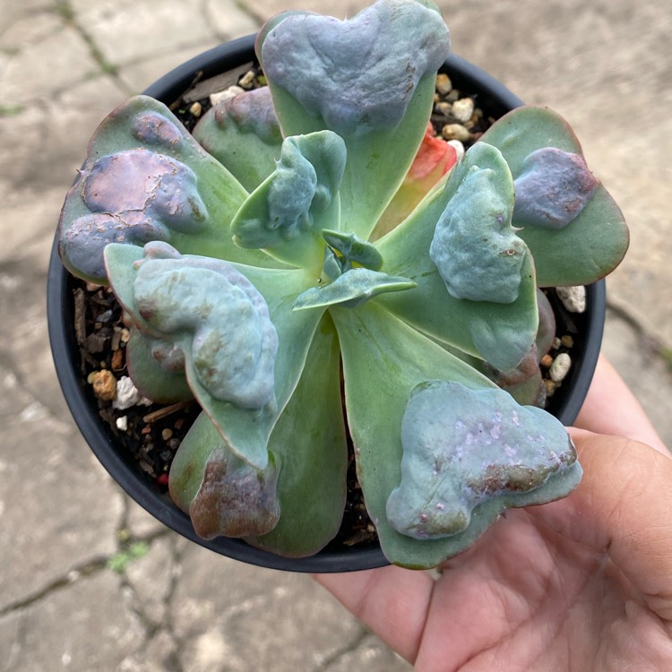 Plant image Echeveria Heart's Delight