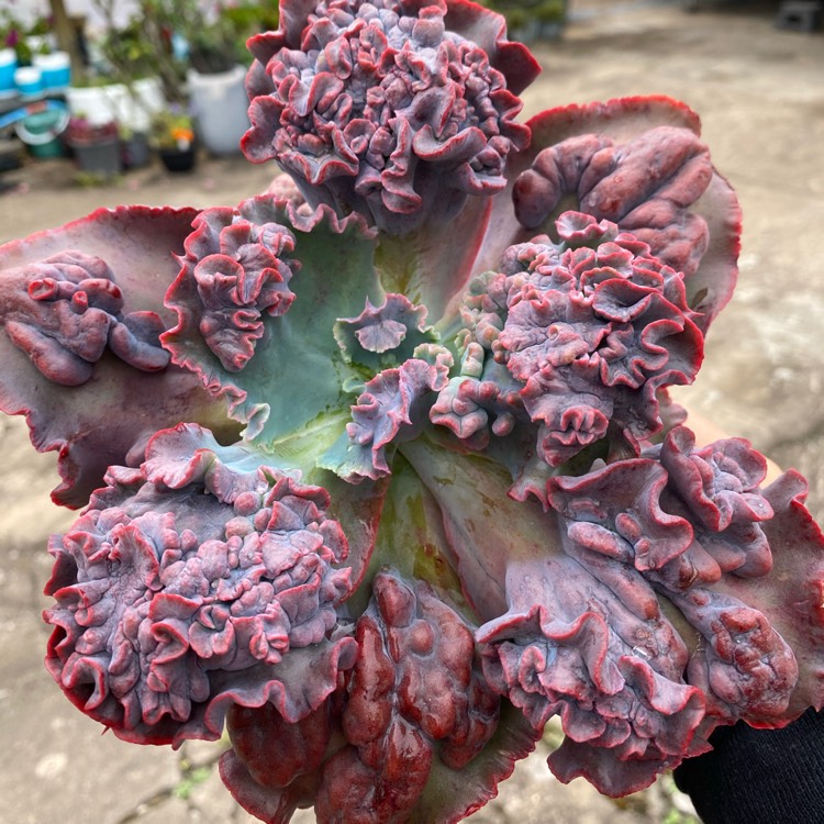 Plant image Echeveria Bacarus