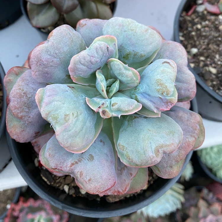 plant image 1480662