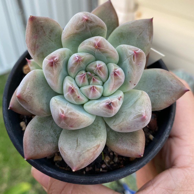 plant image 1480666