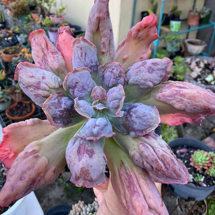 plant image 1480676