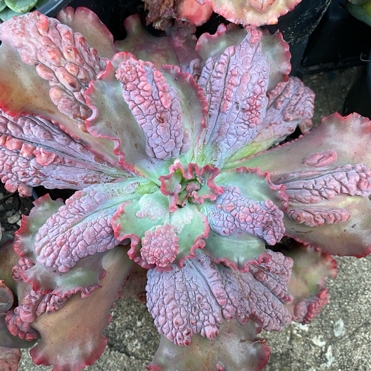 plant image 1480678