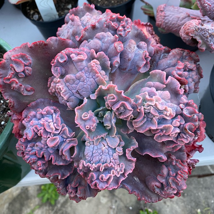 plant image 1480686