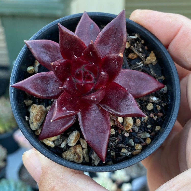 Plant image Echeveria Agavoides Romeo Rubin