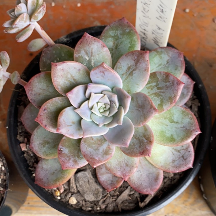 Plant image xGraptoveria Milky Way